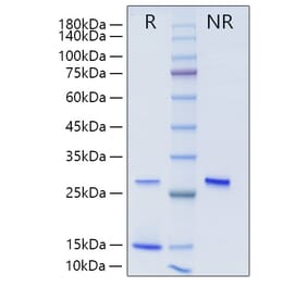 SDS-PAGE - Recombinant Human TGF beta 2 Protein (A331316) - Antibodies.com