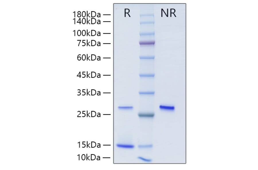 SDS-PAGE - Recombinant Human TGF beta 2 Protein (A331316) - Antibodies.com