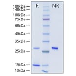 SDS-PAGE - Recombinant Human TGF beta 2 Protein (A331316) - Antibodies.com
