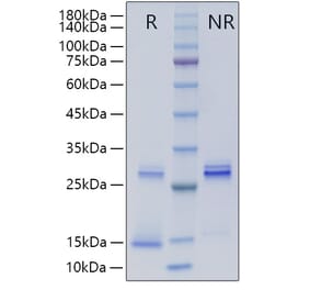 SDS-PAGE - Recombinant Human TGF beta 3 Protein (A331317) - Antibodies.com
