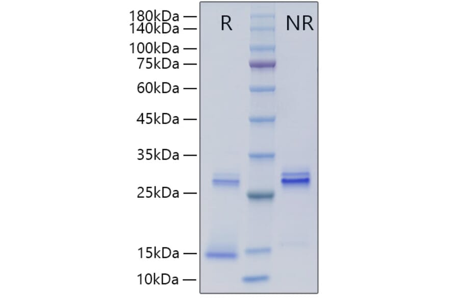 SDS-PAGE - Recombinant Human TGF beta 3 Protein (A331317) - Antibodies.com