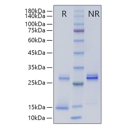 SDS-PAGE - Recombinant Human TGF beta 3 Protein (A331317) - Antibodies.com