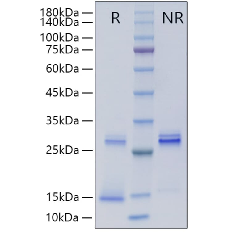 SDS-PAGE - Recombinant Human TGF beta 3 Protein (A331317) - Antibodies.com