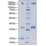 SDS-PAGE - Recombinant Human TGF beta 3 Protein (A331317) - Antibodies.com