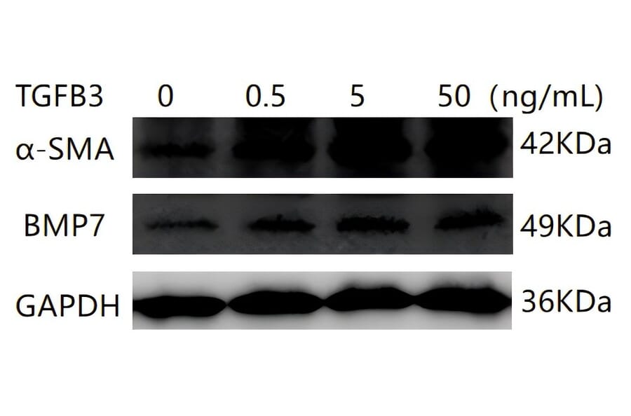Western Blot - Recombinant Human TGF beta 3 Protein (A331317) - Antibodies.com