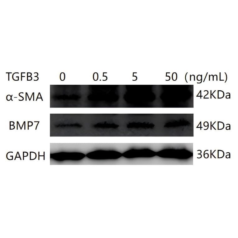 Western Blot - Recombinant Human TGF beta 3 Protein (A331317) - Antibodies.com
