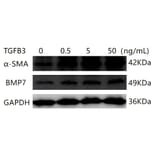 Western Blot - Recombinant Human TGF beta 3 Protein (A331317) - Antibodies.com