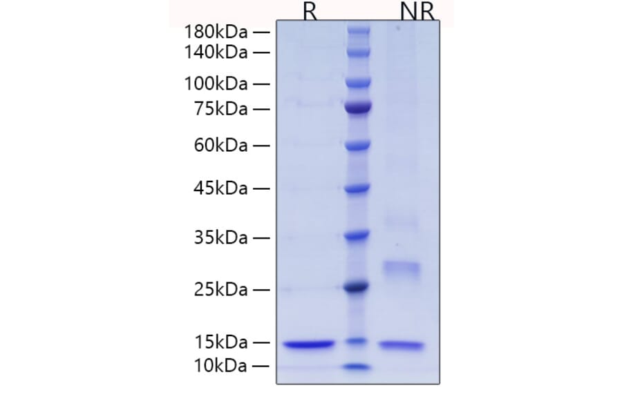 SDS-PAGE - Recombinant Human Thioredoxin Protein (C-terminal His Tag) (A331321) - Antibodies.com