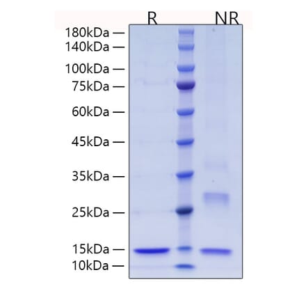SDS-PAGE - Recombinant Human Thioredoxin Protein (C-terminal His Tag) (A331321) - Antibodies.com