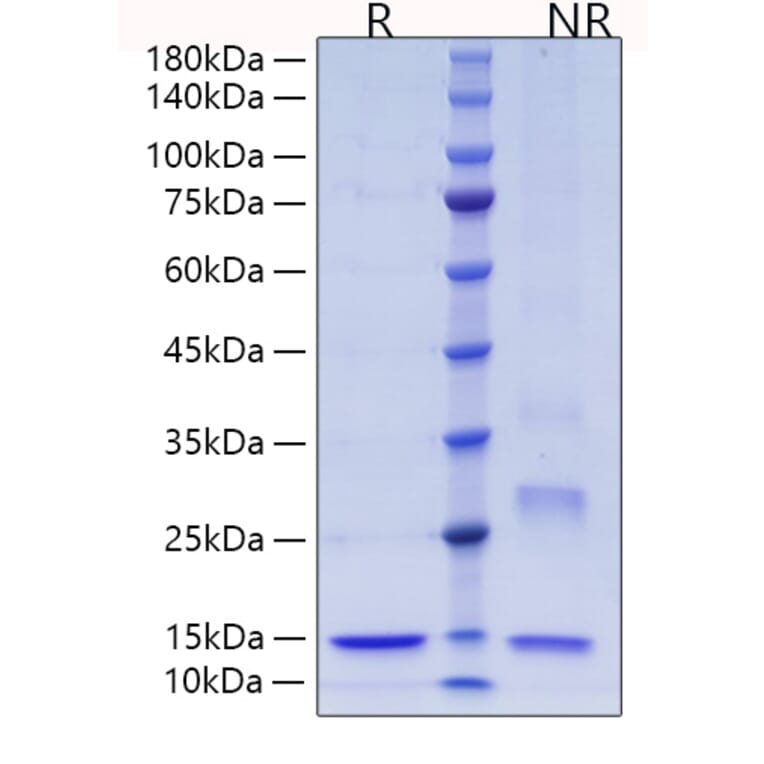 SDS-PAGE - Recombinant Human Thioredoxin Protein (C-terminal His Tag) (A331321) - Antibodies.com