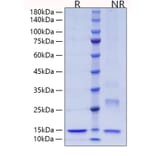 SDS-PAGE - Recombinant Human Thioredoxin Protein (C-terminal His Tag) (A331321) - Antibodies.com