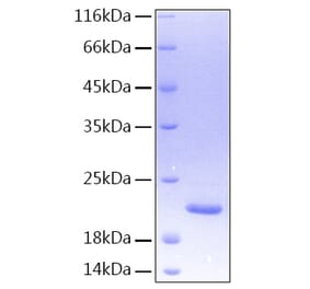 SDS-PAGE - Recombinant Human TL1A Protein (A331337) - Antibodies.com