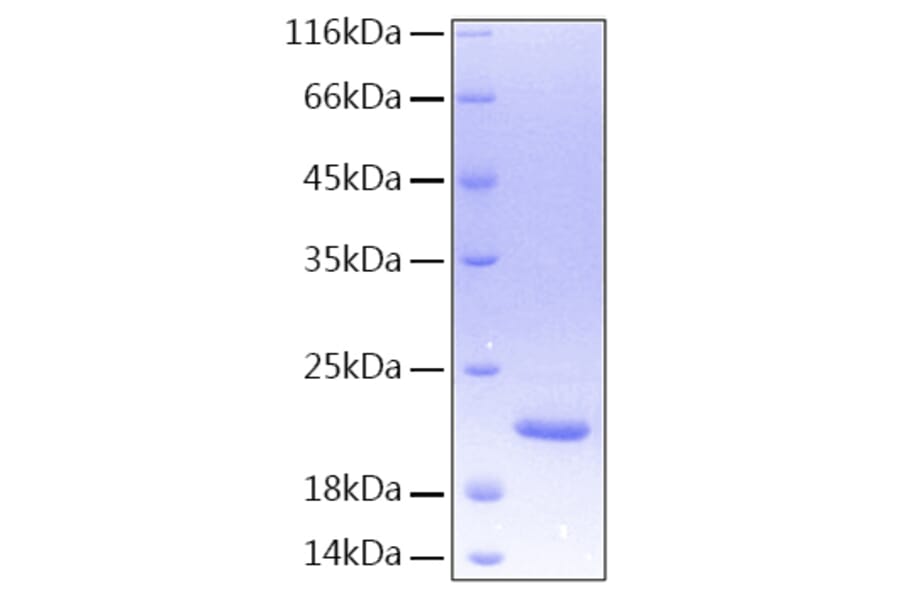 SDS-PAGE - Recombinant Human TL1A Protein (A331337) - Antibodies.com