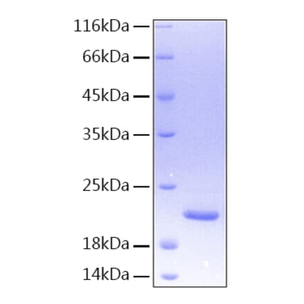 SDS-PAGE - Recombinant Human TL1A Protein (A331337) - Antibodies.com