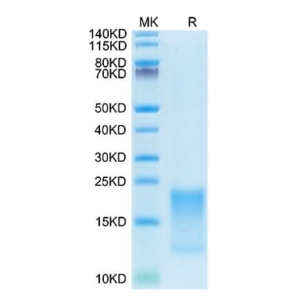 Tris-Bis PAGE - Recombinant Cynomolgus macaque TNFRSF13C Protein (C-terminal His Tag) (A331345) - Antibodies.com