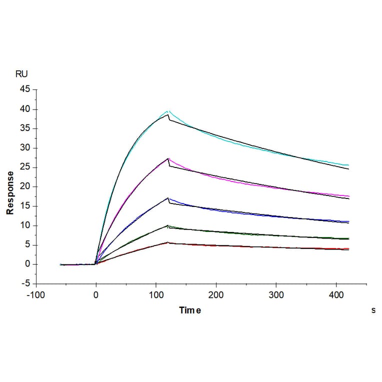 SPR Assay - Recombinant Human TNFRSF1B Protein (C-terminal Mouse Fc Tag) (A331351) - Antibodies.com