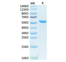 Tris-Bis PAGE - Recombinant Human TNFSF13 Protein (N-terminal His and Flag Tag) (A331354) - Antibodies.com