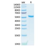 Tris-Bis PAGE - Recombinant Human TNFSF13 Protein (N-terminal His and Flag Tag) (A331354) - Antibodies.com