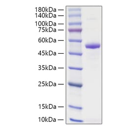 SDS-PAGE - Recombinant Human TNFSF13 Protein (N-terminal Human Fc Tag) (A331355) - Antibodies.com