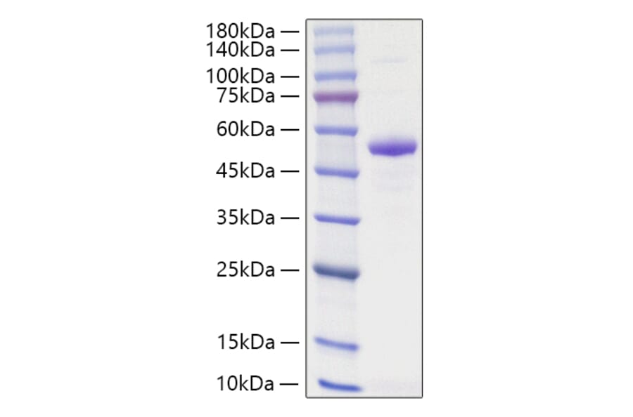 SDS-PAGE - Recombinant Human TNFSF13 Protein (N-terminal Human Fc Tag) (A331355) - Antibodies.com