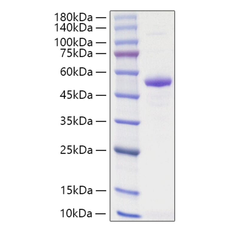 SDS-PAGE - Recombinant Human TNFSF13 Protein (N-terminal Human Fc Tag) (A331355) - Antibodies.com