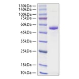 SDS-PAGE - Recombinant Human TNFSF13 Protein (N-terminal Human Fc Tag) (A331355) - Antibodies.com