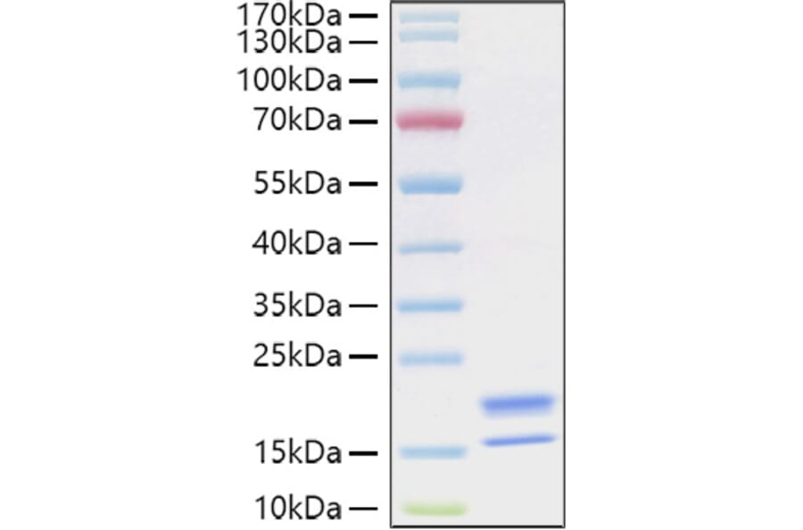 SDS-PAGE - Recombinant Human TNFSF18 Protein (C-terminal His Tag) (A331356) - Antibodies.com