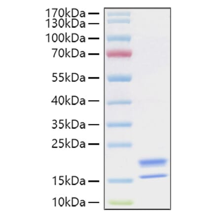 SDS-PAGE - Recombinant Human TNFSF18 Protein (C-terminal His Tag) (A331356) - Antibodies.com