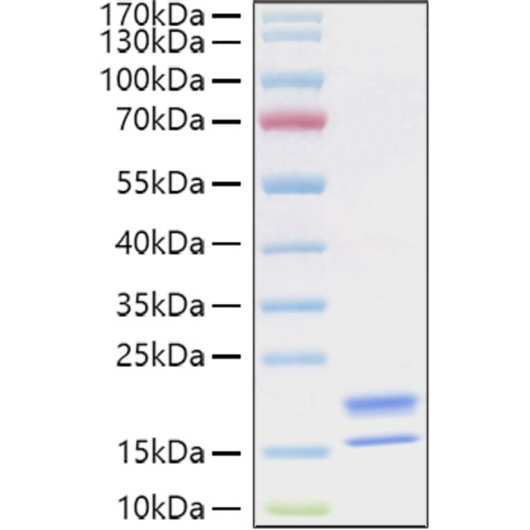 SDS-PAGE - Recombinant Human TNFSF18 Protein (C-terminal His Tag) (A331356) - Antibodies.com