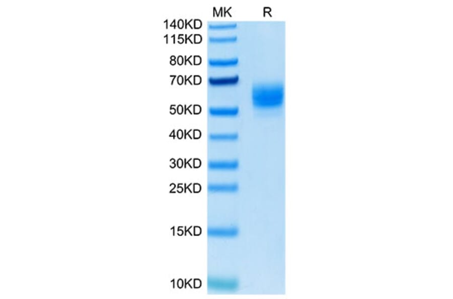 Tris-Bis PAGE - Recombinant Human TNFSF18 Protein (Biotin) (N-terminal His and Flag Tag) (A331357) - Antibodies.com