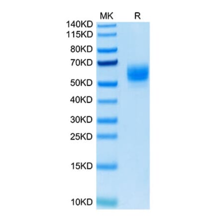 Tris-Bis PAGE - Recombinant Human TNFSF18 Protein (Biotin) (N-terminal His and Flag Tag) (A331357) - Antibodies.com