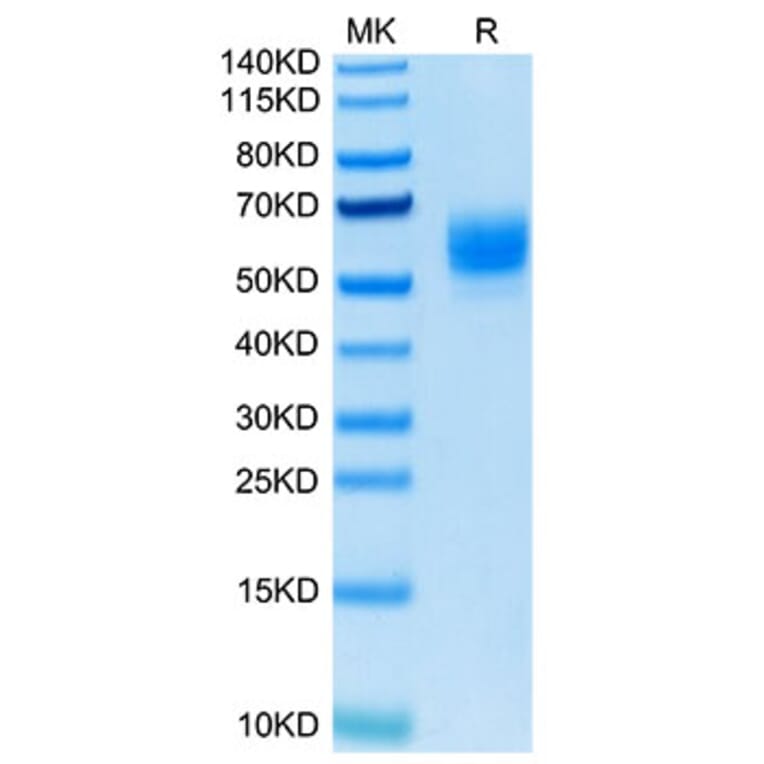 Tris-Bis PAGE - Recombinant Human TNFSF18 Protein (Biotin) (N-terminal His and Flag Tag) (A331357) - Antibodies.com
