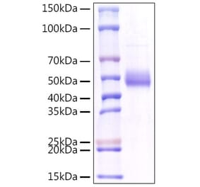 SDS-PAGE - Recombinant Human TNFSF18 Protein (C-terminal Human Fc Tag) (A331358) - Antibodies.com
