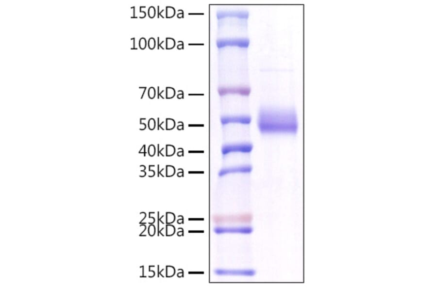SDS-PAGE - Recombinant Human TNFSF18 Protein (C-terminal Human Fc Tag) (A331358) - Antibodies.com