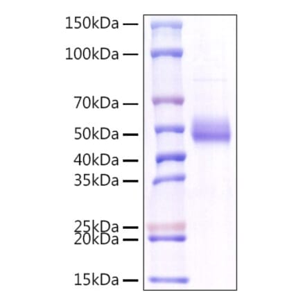 SDS-PAGE - Recombinant Human TNFSF18 Protein (C-terminal Human Fc Tag) (A331358) - Antibodies.com