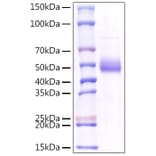 SDS-PAGE - Recombinant Human TNFSF18 Protein (C-terminal Human Fc Tag) (A331358) - Antibodies.com