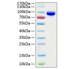 SDS-PAGE - Recombinant Human Transferrin Protein (C-terminal His Tag) (A331362) - Antibodies.com