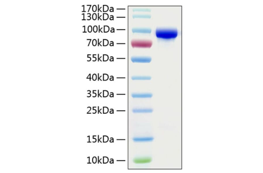 SDS-PAGE - Recombinant Human Transferrin Protein (C-terminal His Tag) (A331362) - Antibodies.com