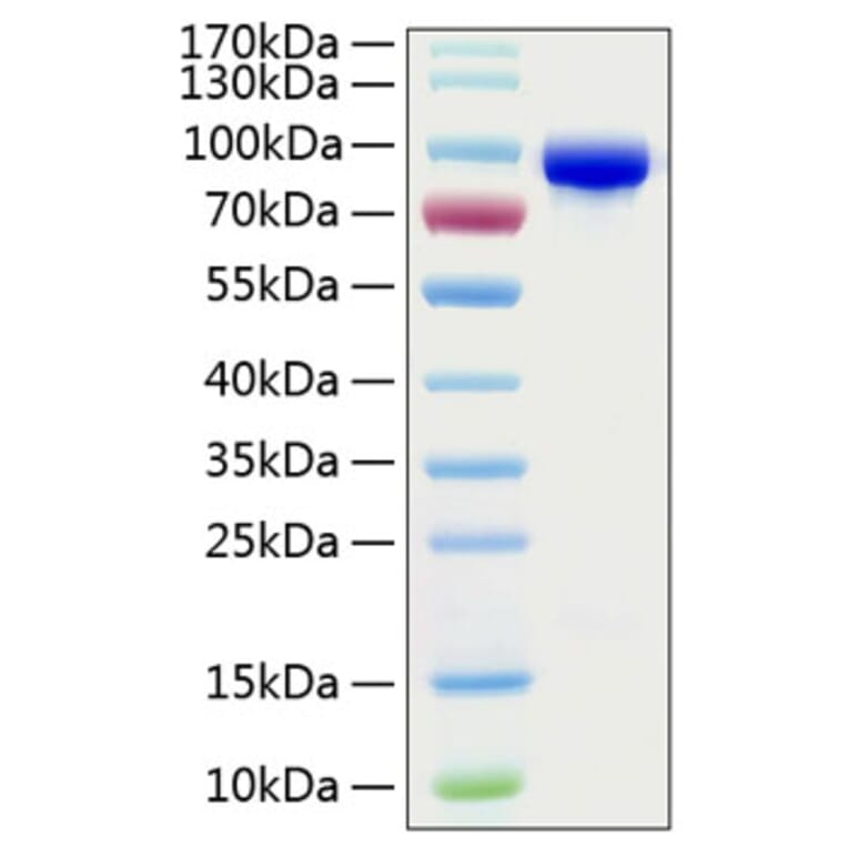 SDS-PAGE - Recombinant Human Transferrin Protein (C-terminal His Tag) (A331362) - Antibodies.com
