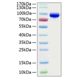 SDS-PAGE - Recombinant Human Transferrin Protein (C-terminal His Tag) (A331362) - Antibodies.com
