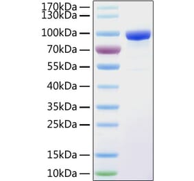 SDS-PAGE - Recombinant Human Transferrin Receptor Protein (C-terminal His Tag) (A331363) - Antibodies.com