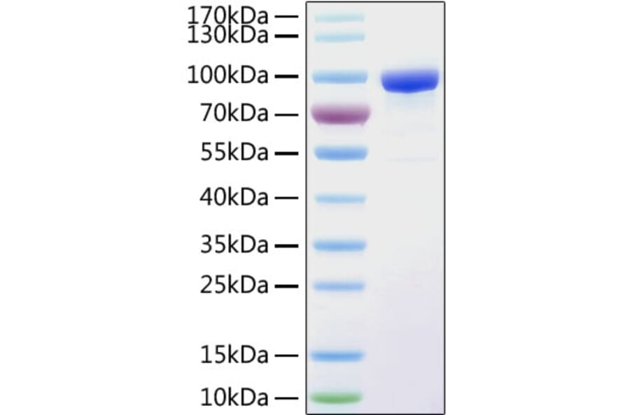 SDS-PAGE - Recombinant Human Transferrin Receptor Protein (C-terminal His Tag) (A331363) - Antibodies.com