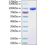 SDS-PAGE - Recombinant Human Transferrin Receptor Protein (C-terminal His Tag) (A331363) - Antibodies.com