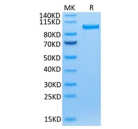 Tris-Bis PAGE - Recombinant Human Transferrin Receptor Protein (C-terminal Human Fc Tag) (A331365) - Antibodies.com