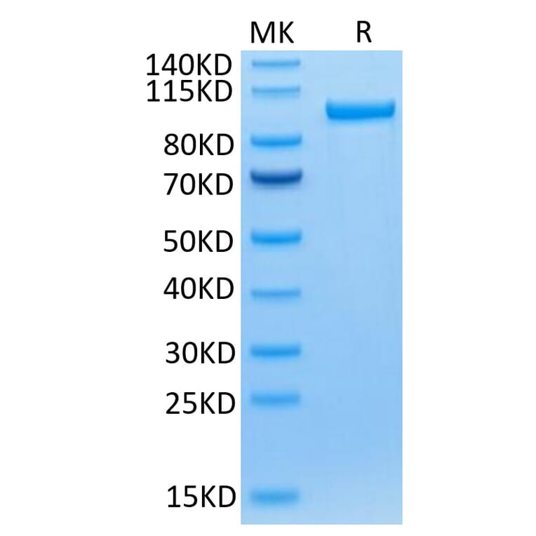 Tris-Bis PAGE - Recombinant Human Transferrin Receptor Protein (C-terminal Human Fc Tag) (A331365) - Antibodies.com