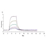 SPR Assay - Recombinant Human Transferrin Receptor Protein (C-terminal Human Fc Tag) (A331365) - Antibodies.com