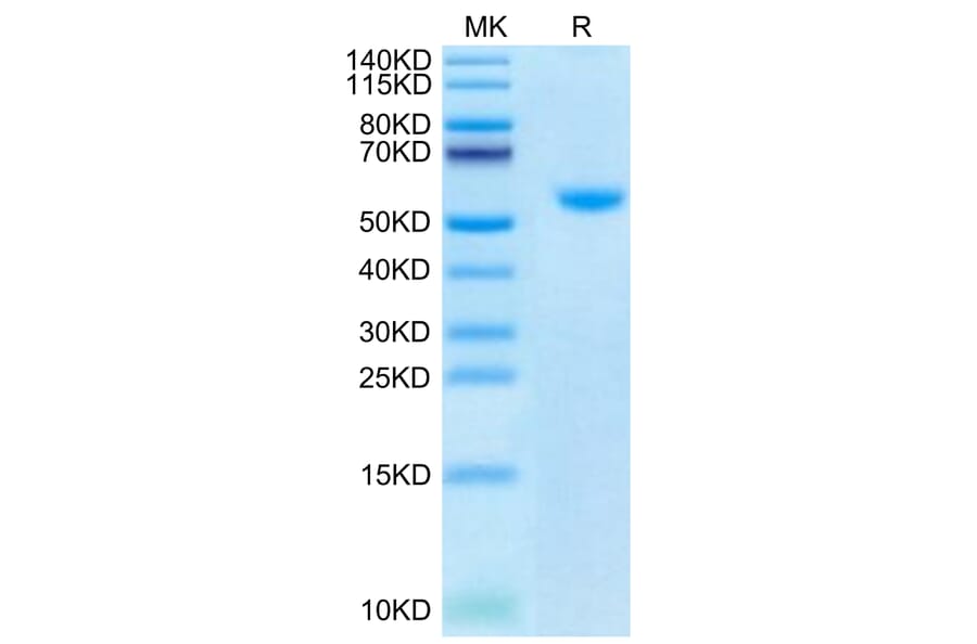 Tris-Bis PAGE - Recombinant Human TRAP/CD40L Protein (Biotin) (N-terminal His and Flag Tag) (A331367) - Antibodies.com