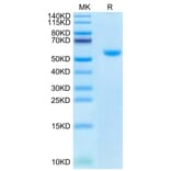 Tris-Bis PAGE - Recombinant Human TRAP/CD40L Protein (Biotin) (N-terminal His and Flag Tag) (A331367) - Antibodies.com