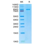 Tris-Bis PAGE - Recombinant Human TRAP/CD40L Protein (N-terminal monomeric Human Fc Tag) (A331369) - Antibodies.com