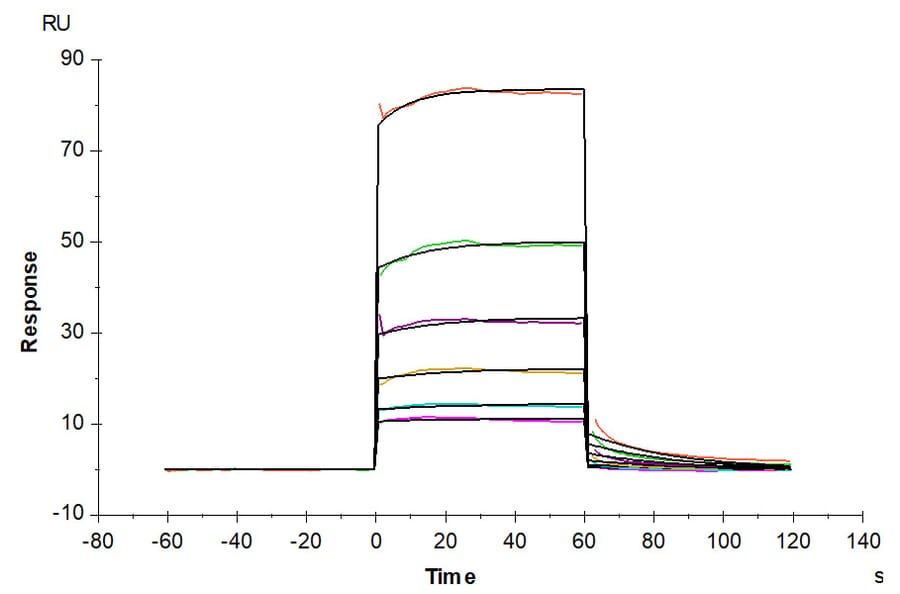 SPR Assay - Recombinant Human TREM2 Protein (C-terminal Human Fc Tag) (A331375) - Antibodies.com